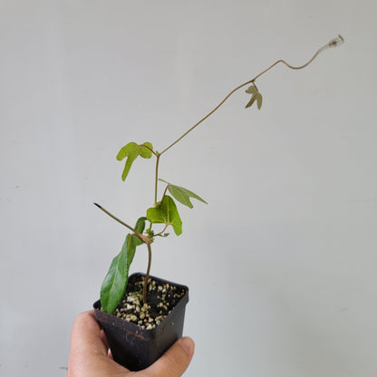 Aristolochia macroura