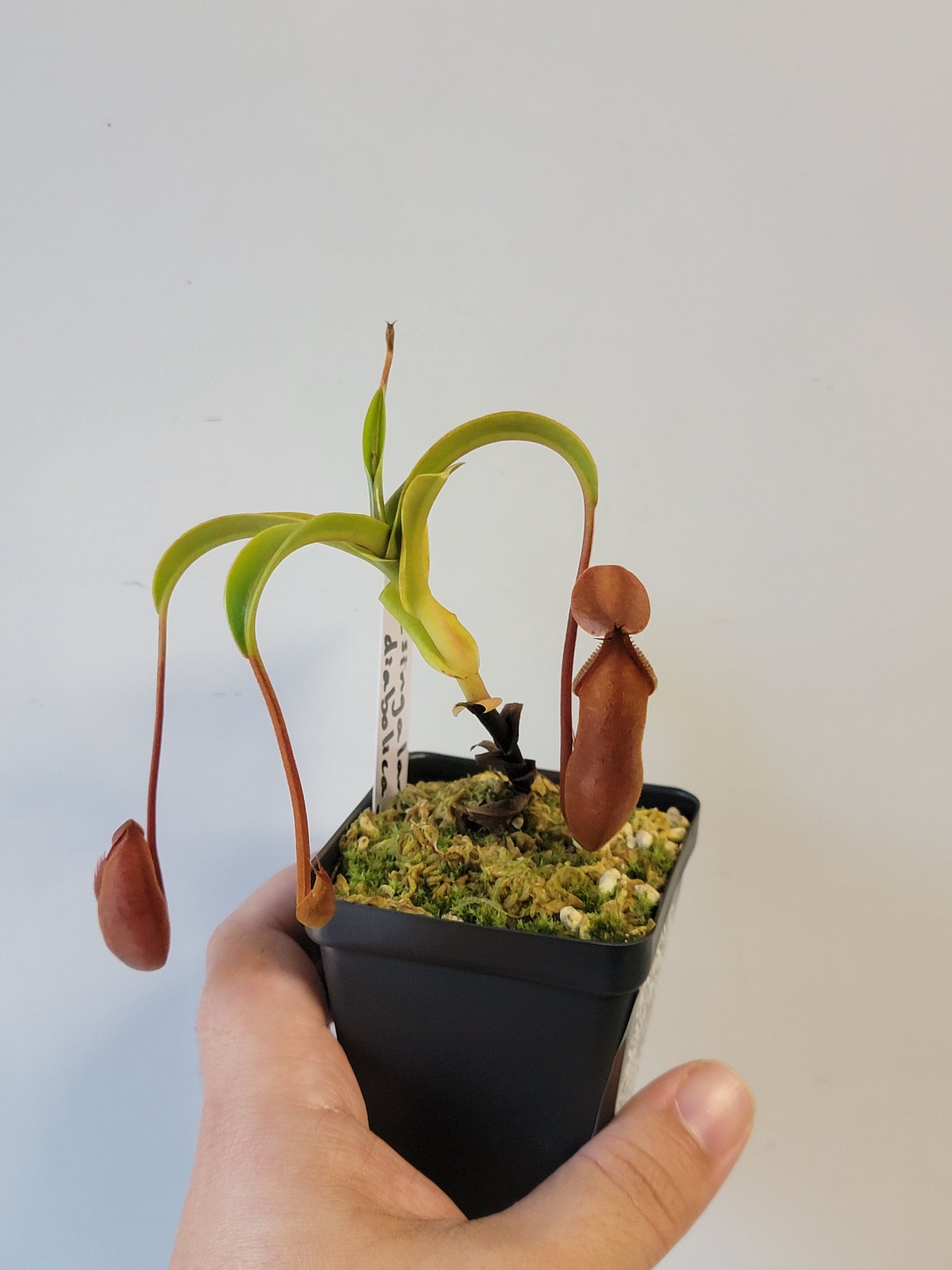Nepenthes singalana x diabolica BE