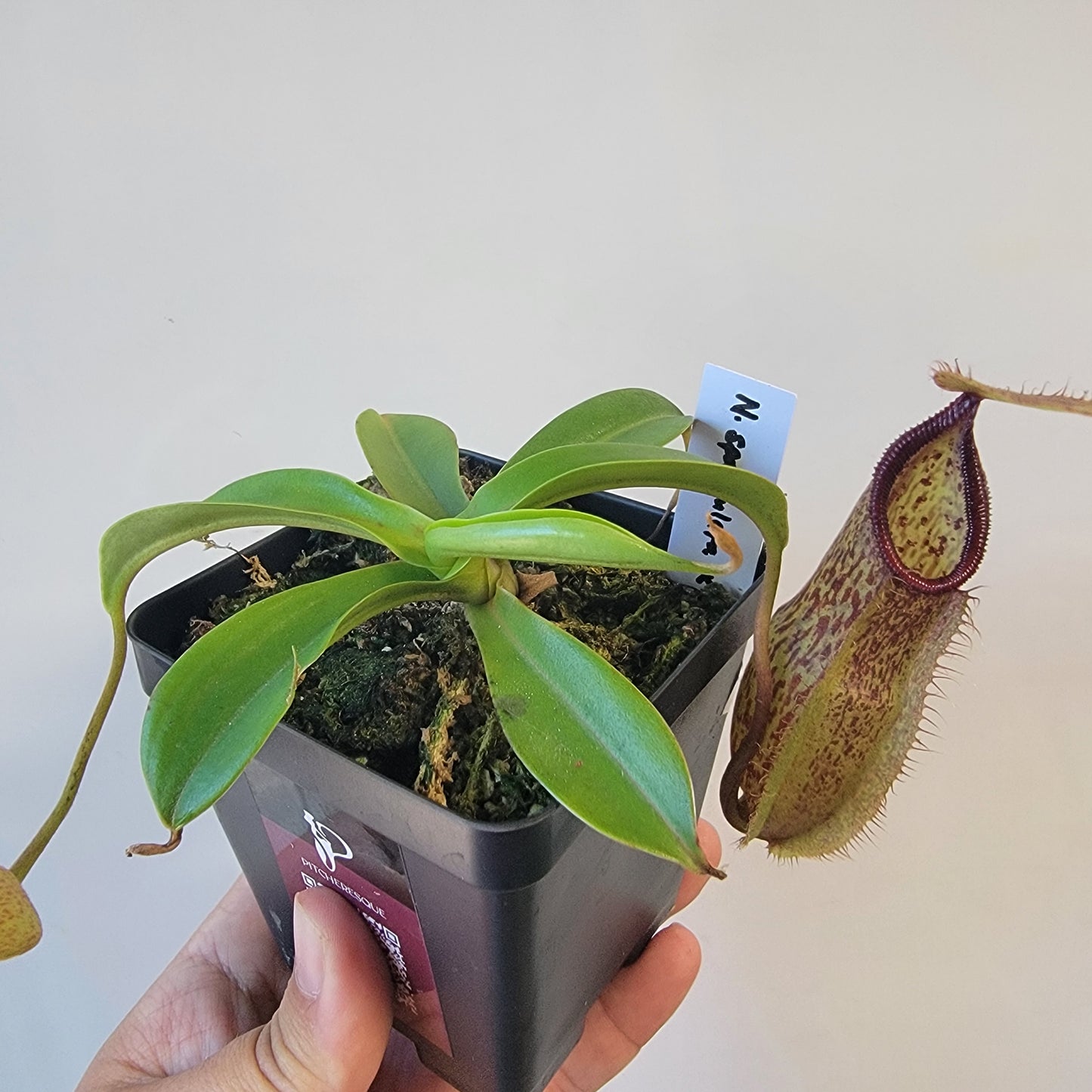 Nepenthes spathulata x hamata 'Tambusisi' BE