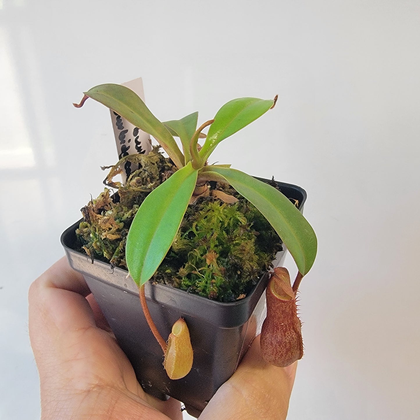 Nepenthes burkei x burbidgeae x edwardsiana BE