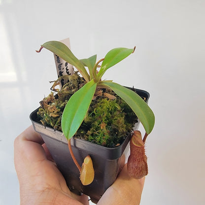 Nepenthes burkei x burbidgeae x edwardsiana BE