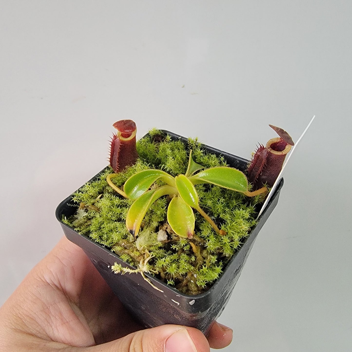 Nepenthes lowii BE *New Clone*