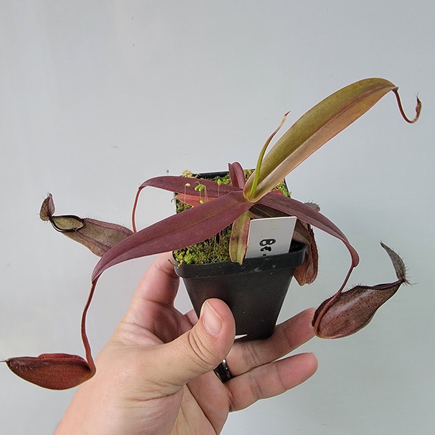 Nepenthes tentaculata BE