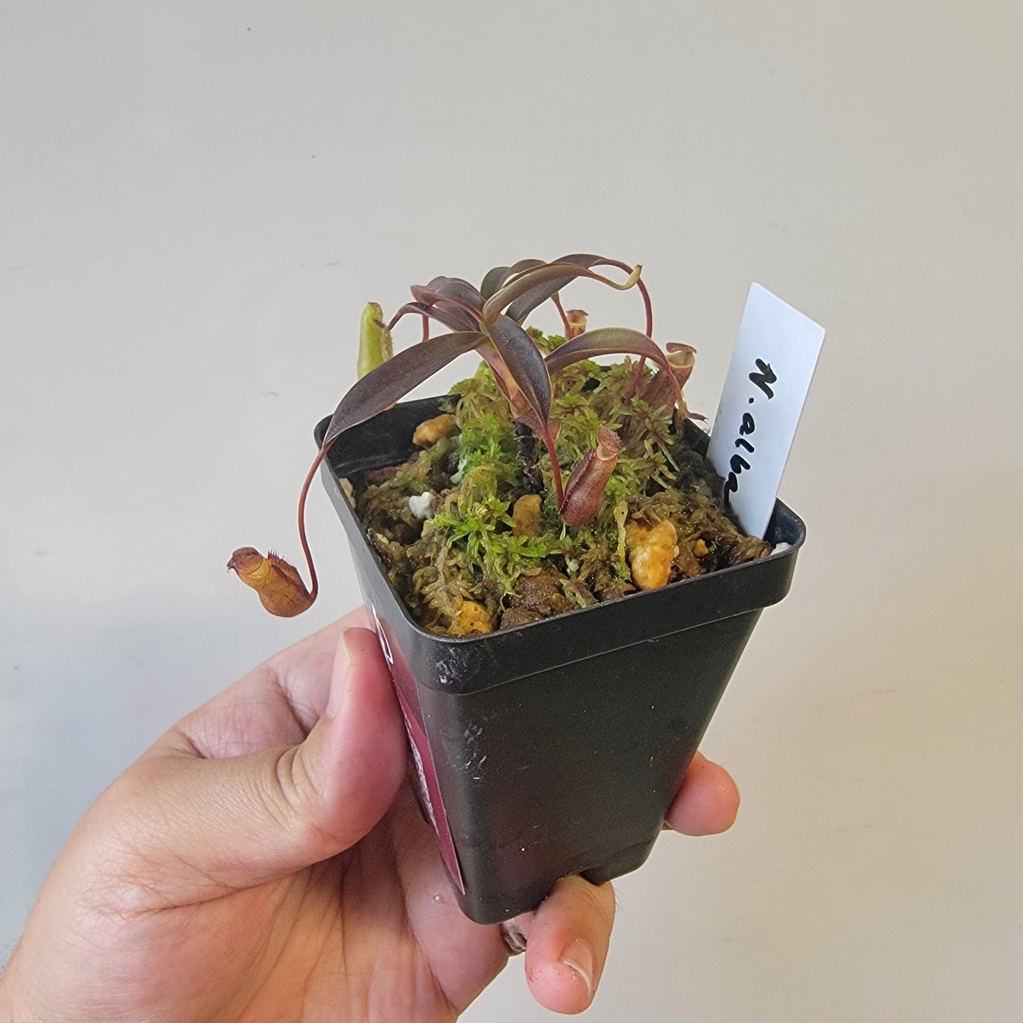 Nepenthes alba BCP