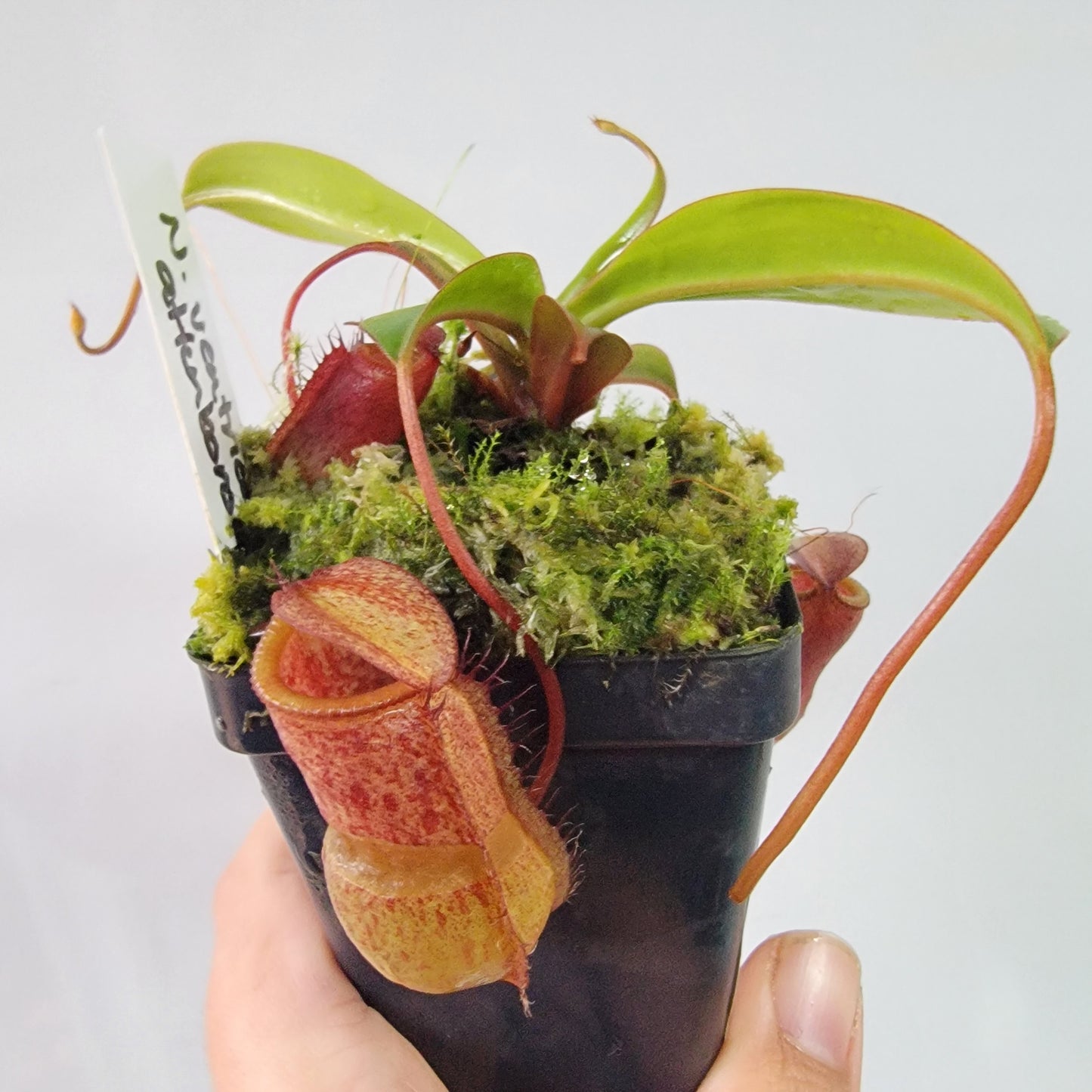 Nepenthes ventricosa x attenboroughii BE