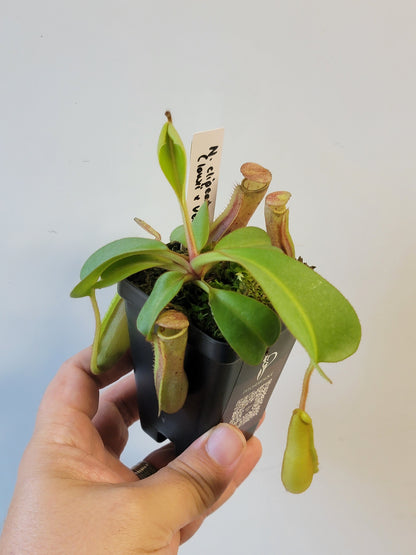 Nepenthes clipeata x lowii x veitchii BE