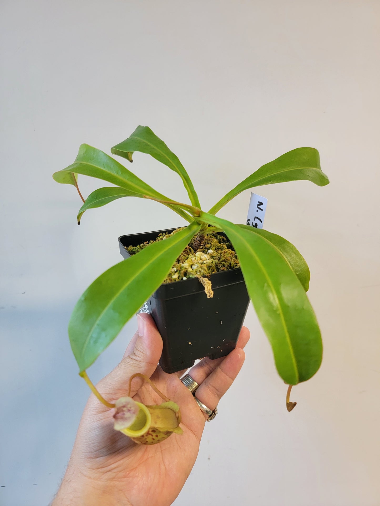 Nepenthes glabrata x veitchii BE