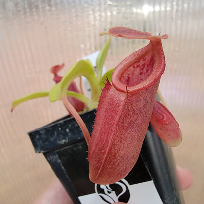 Nepenthes robcantleyi x jacquelineae BE