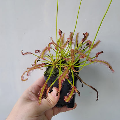 Drosera capensis SG