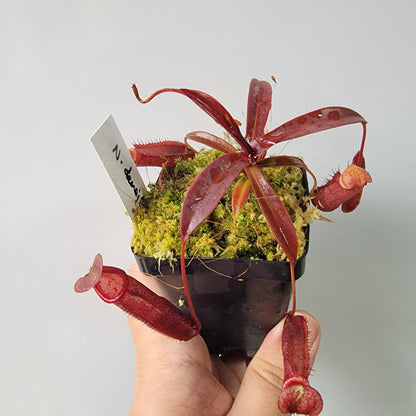 Nepenthes densiflora BE