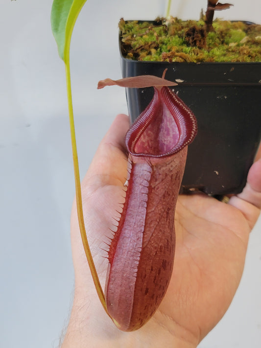 Nepenthes singalana x ventricosa x robcantleyi BE