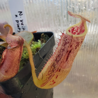 Nepenthes veitchii x platychila BE