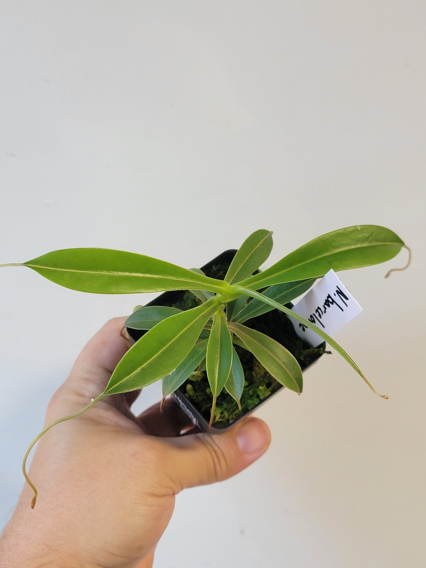 Nepenthes barcelonae BE