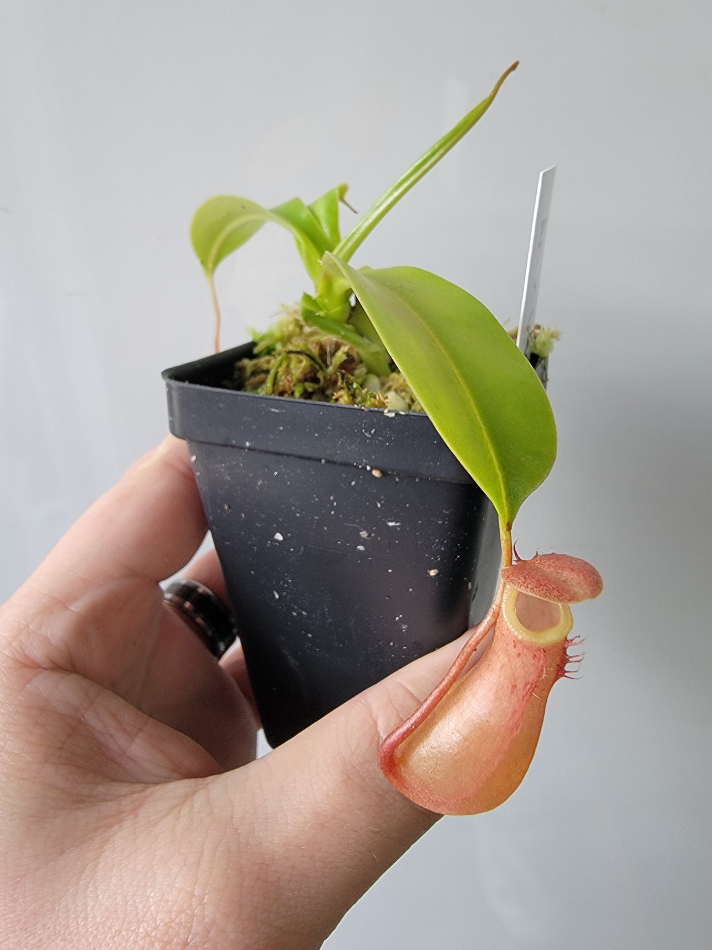 Nepenthes "Ventrata"