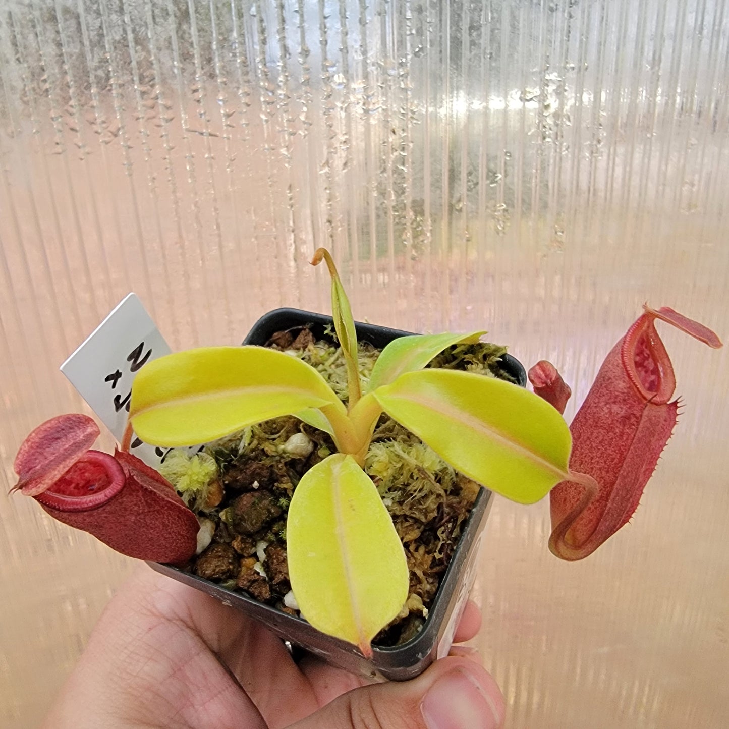 Nepenthes robcantleyi x jacquelineae BE