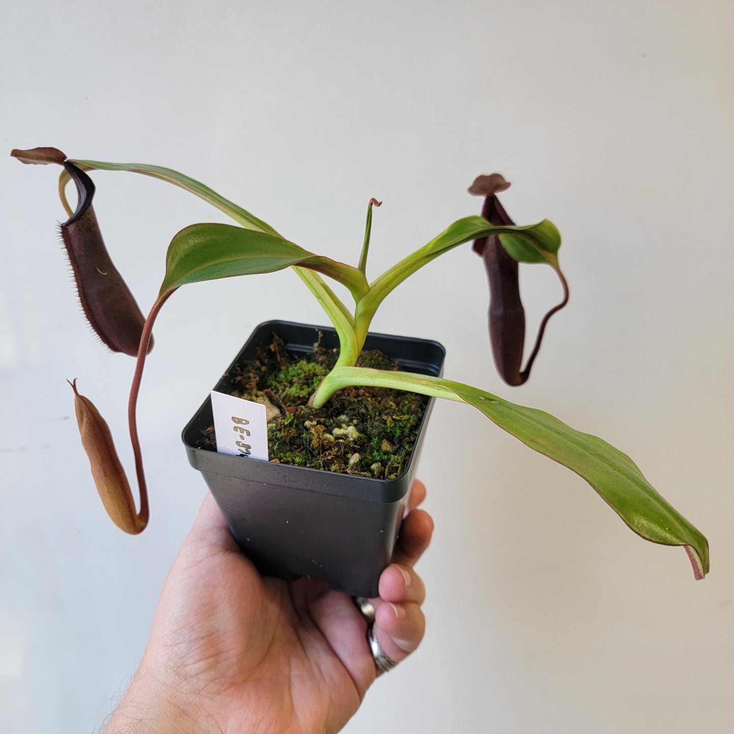 Nepenthes maxima x ramispina BE