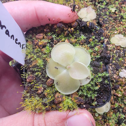 Pinguicula moranensis