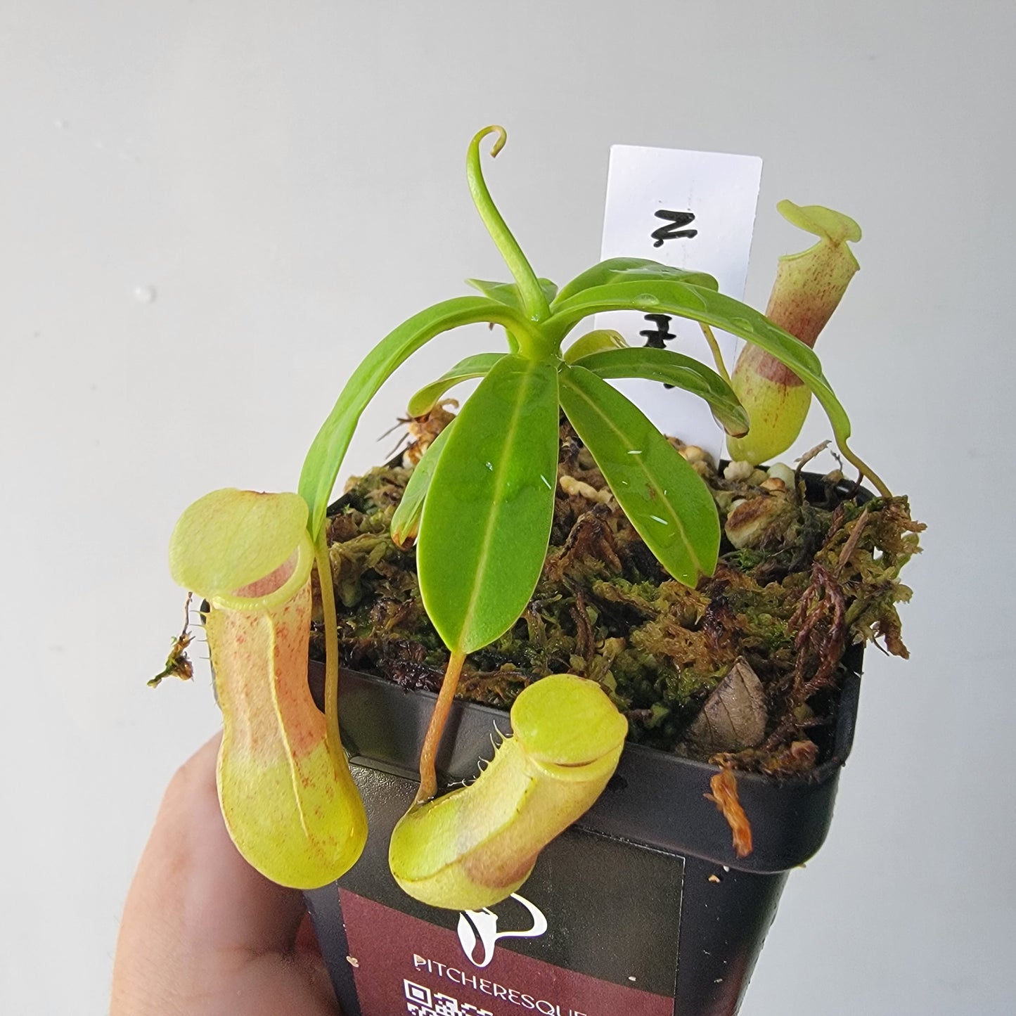 Nepenthes burkei BE