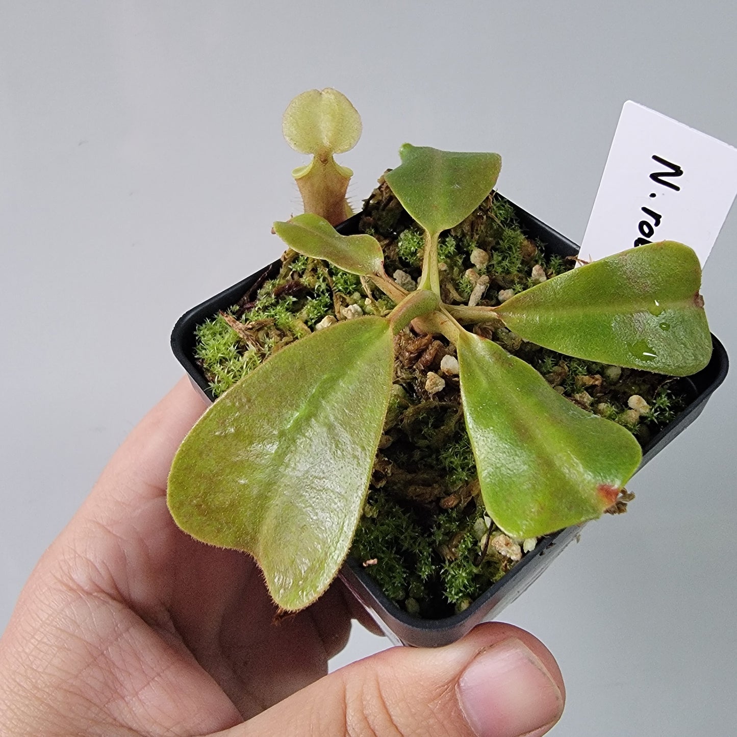 Nepenthes robcantleyi x veitchii 'Sungai Samba' BE