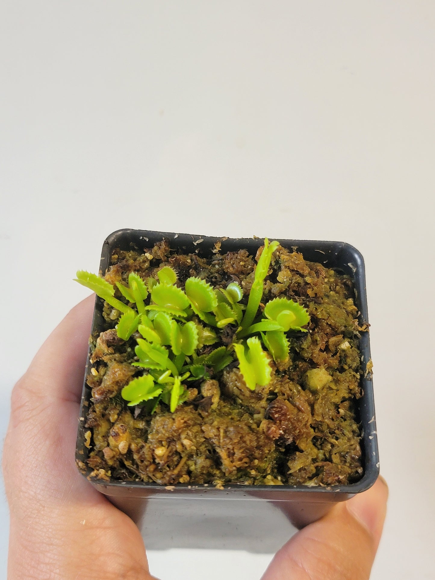 Dionaea musc. "Red Fox"