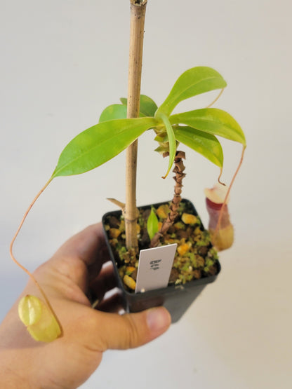 Nepenthes sibuyanensis BCP