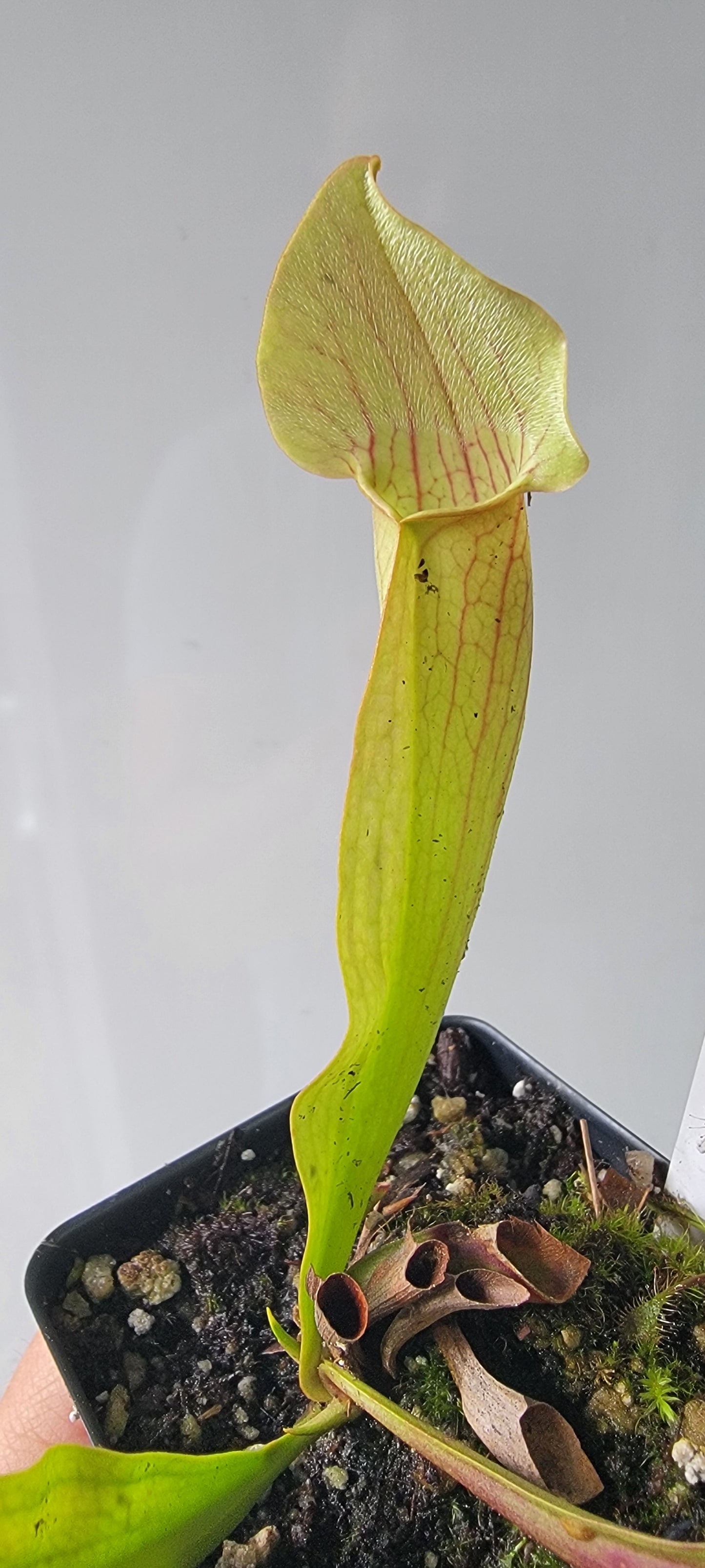 Sarracenia "Maroon"
