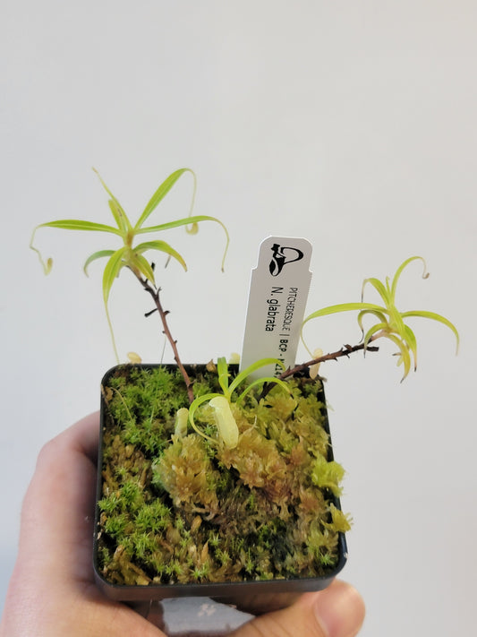 Nepenthes glabrata BCP