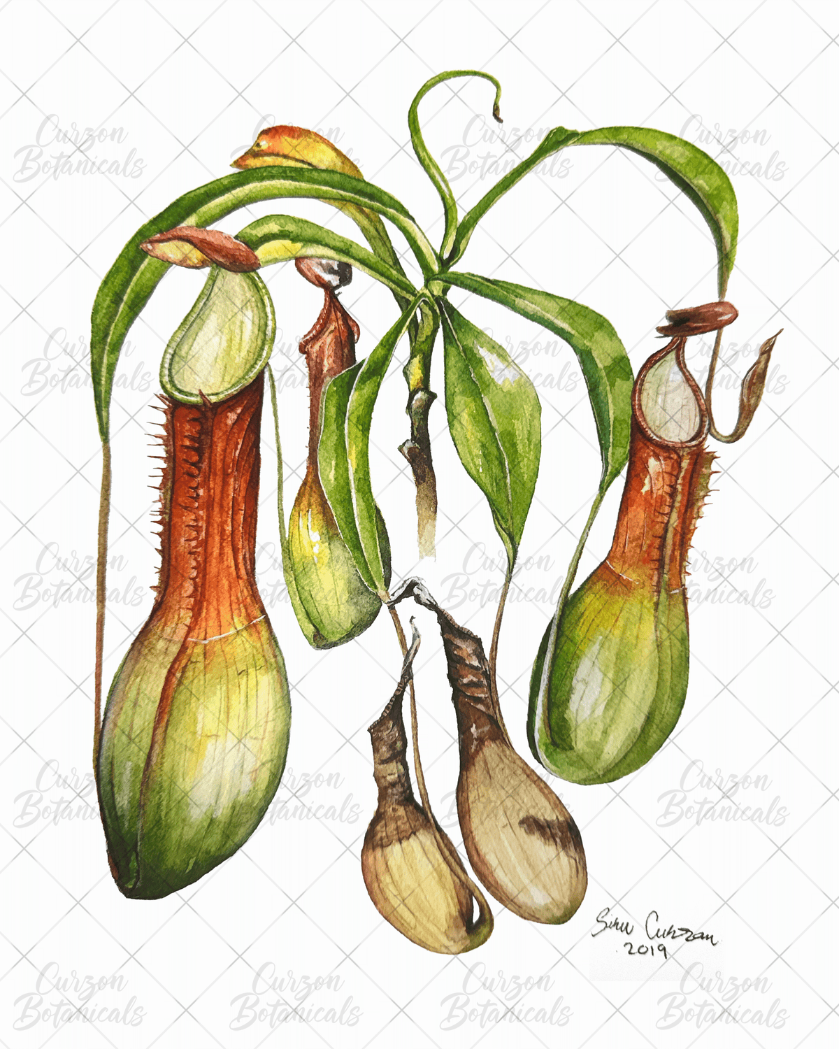 N. graciliflora in watercolor
