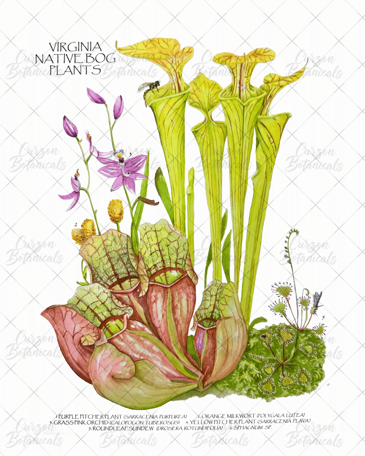 Virginia native bog plants in watercolor