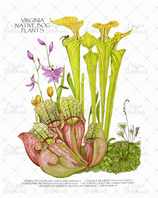 Virginia native bog plants in watercolor